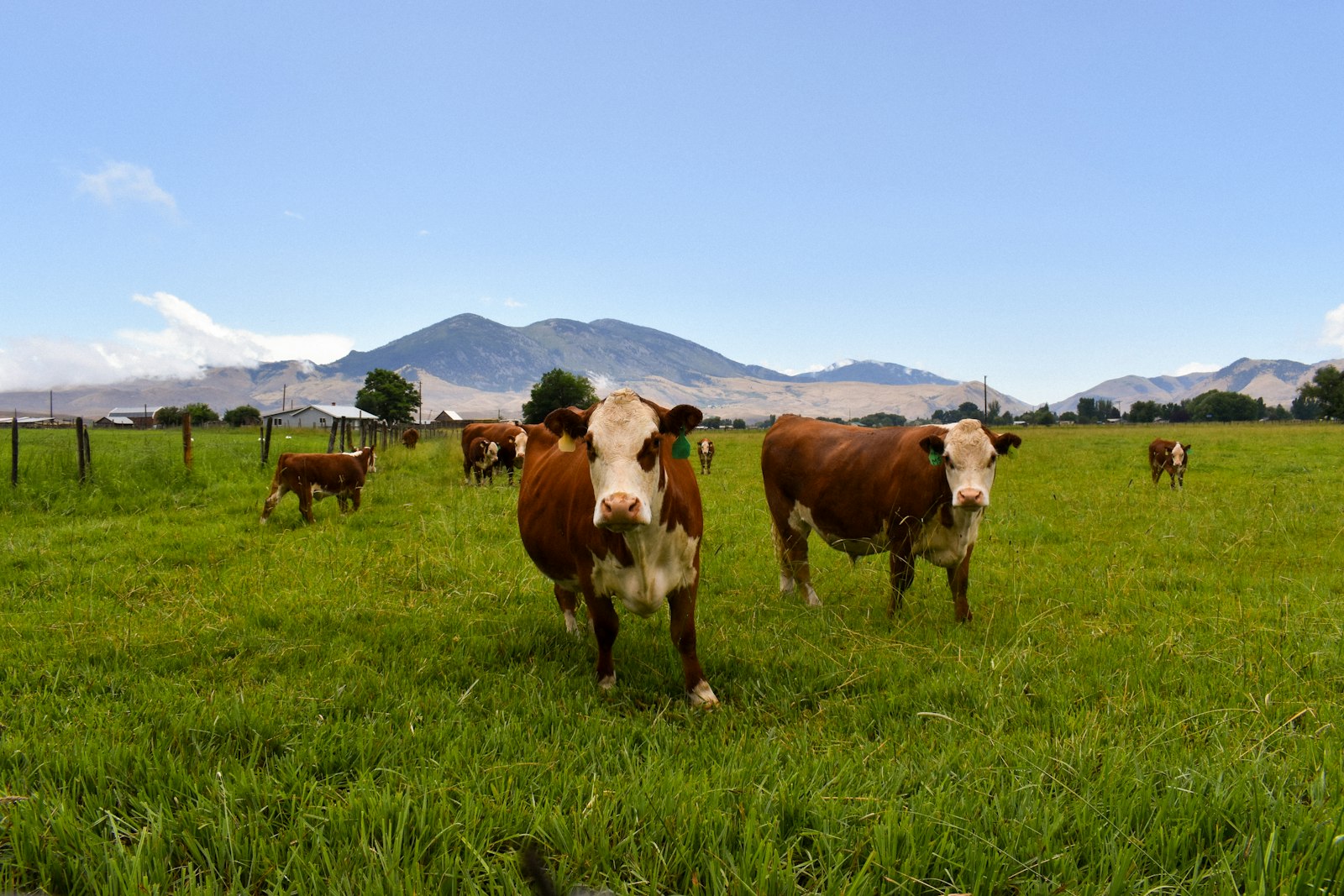 Brown and white grass-fed cattle grazing a green Tom Miner Basin pasture